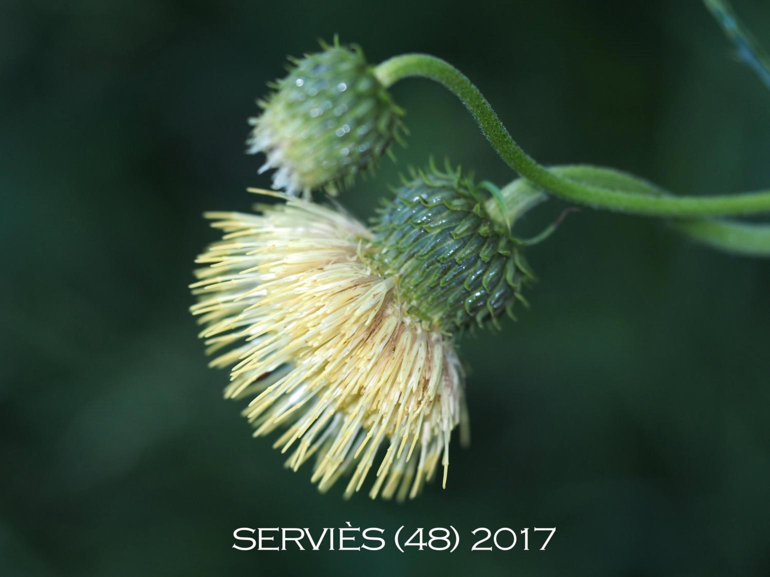 Thistle, Yellow melancholy